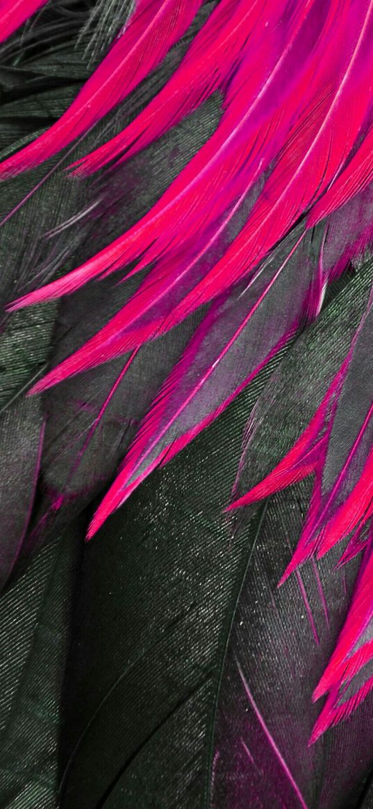 feathers, bright, crimson, gray