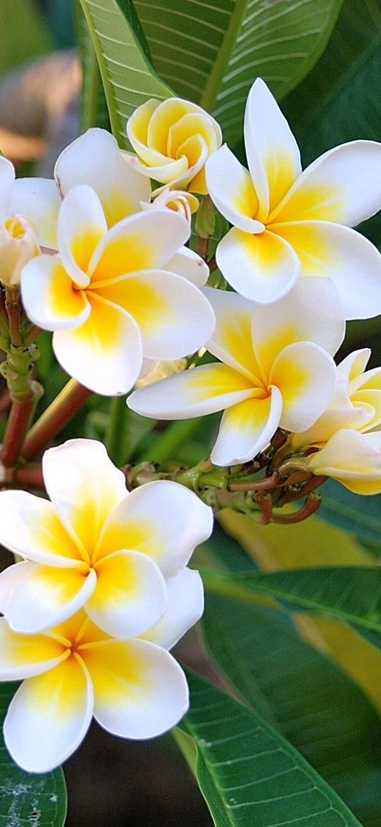 plumeria, green, white, leaves