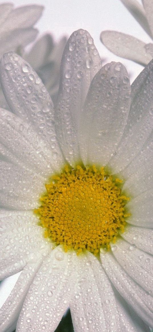 chamomile, flowers, three, white, drops, close-up