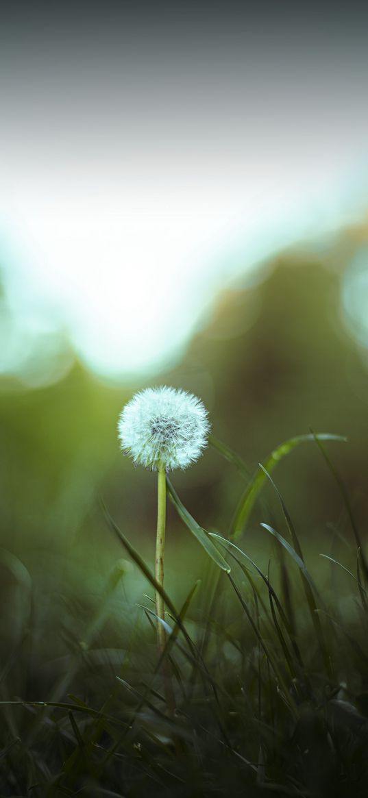 dandelion, green, flower, grass