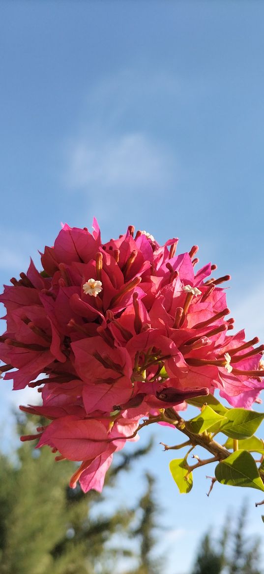 red flower, flowers, sky