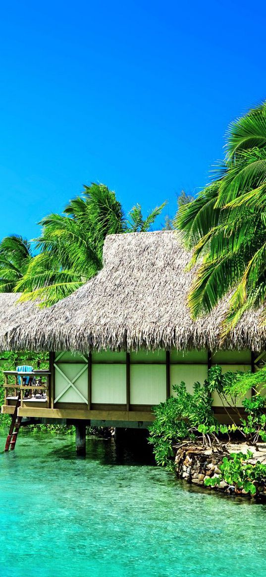 sea, palm trees, maldives