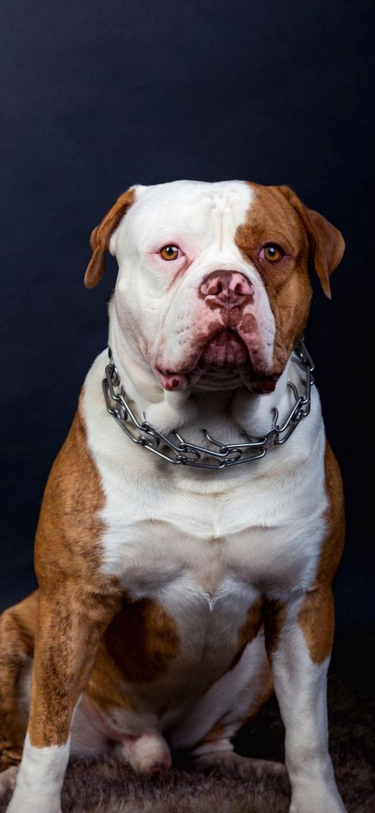 dog, chain, sitting