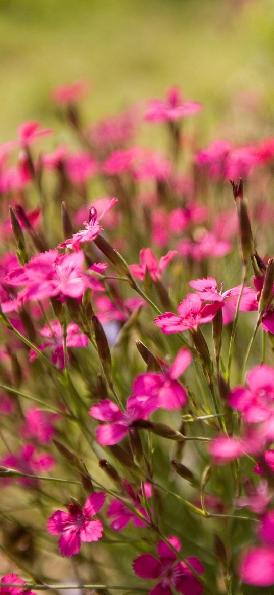 flowers, small, green, blur