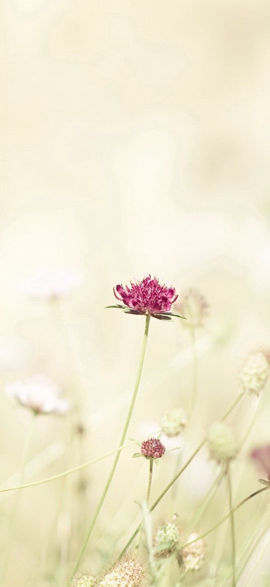 flowers, meadow, lights, stems