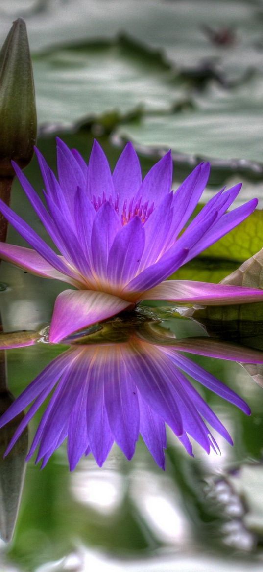 lily, dissolved, water, leaves, bud