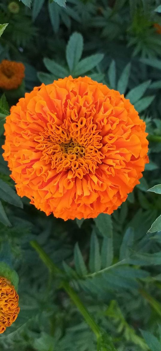 marigolds, flowers, plants, orange