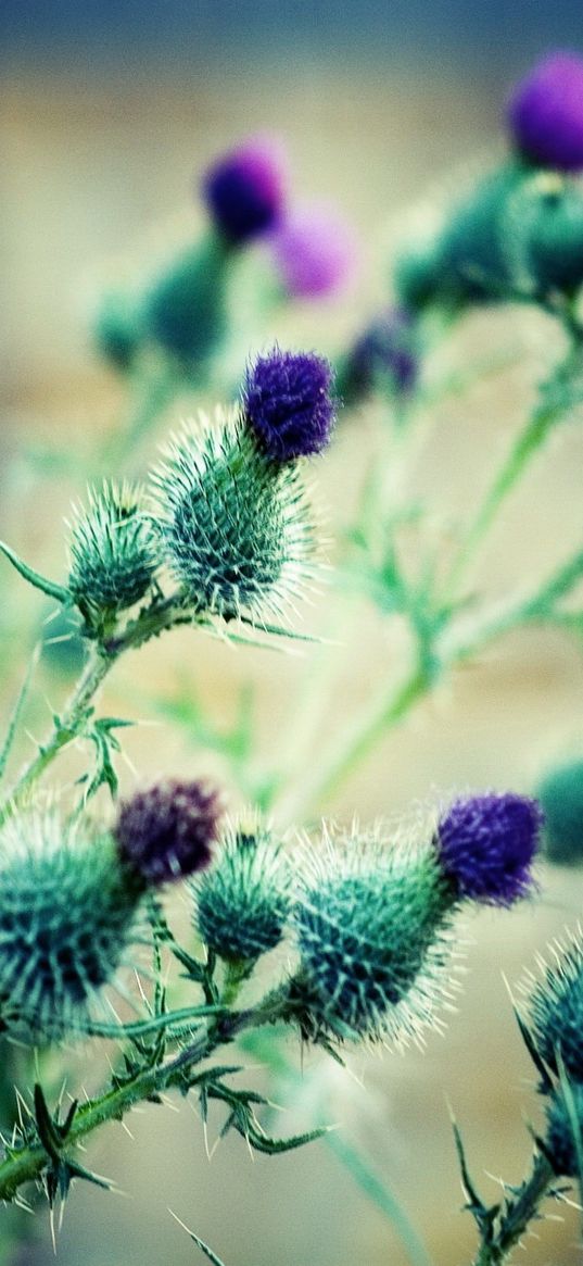 flowers, thorns, greenery, blurring