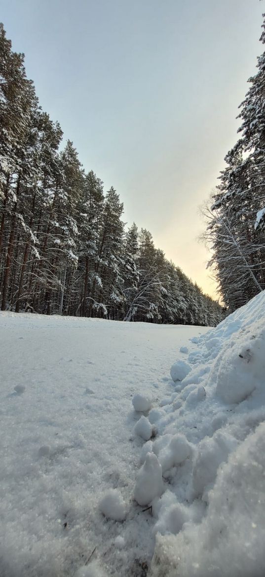 winter, nature, forest, snow, road, trees, firs, white