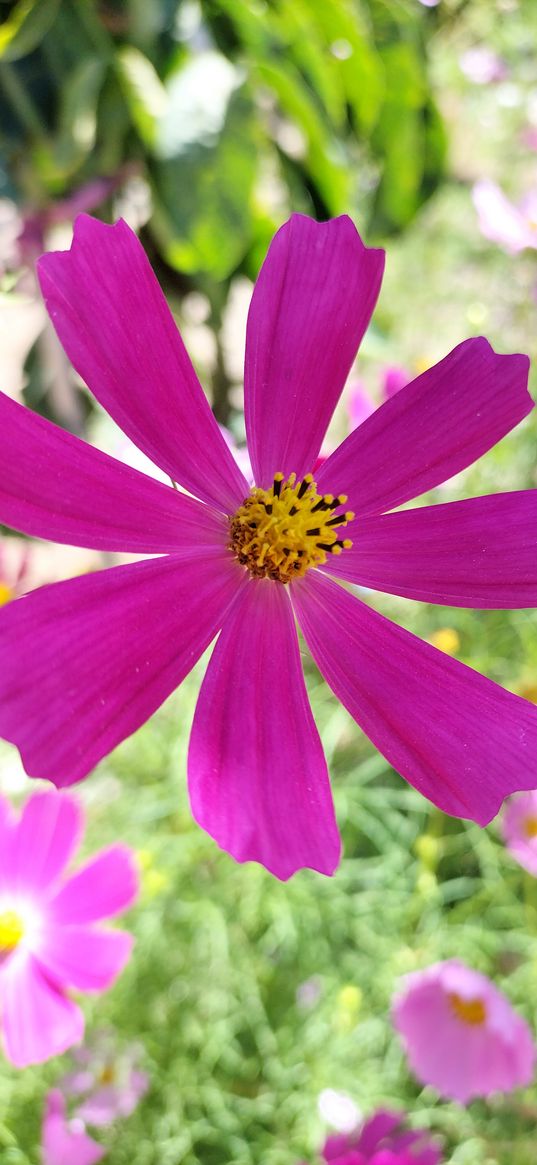 flower, cosmea, plant