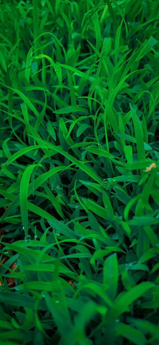 grass, green, drops