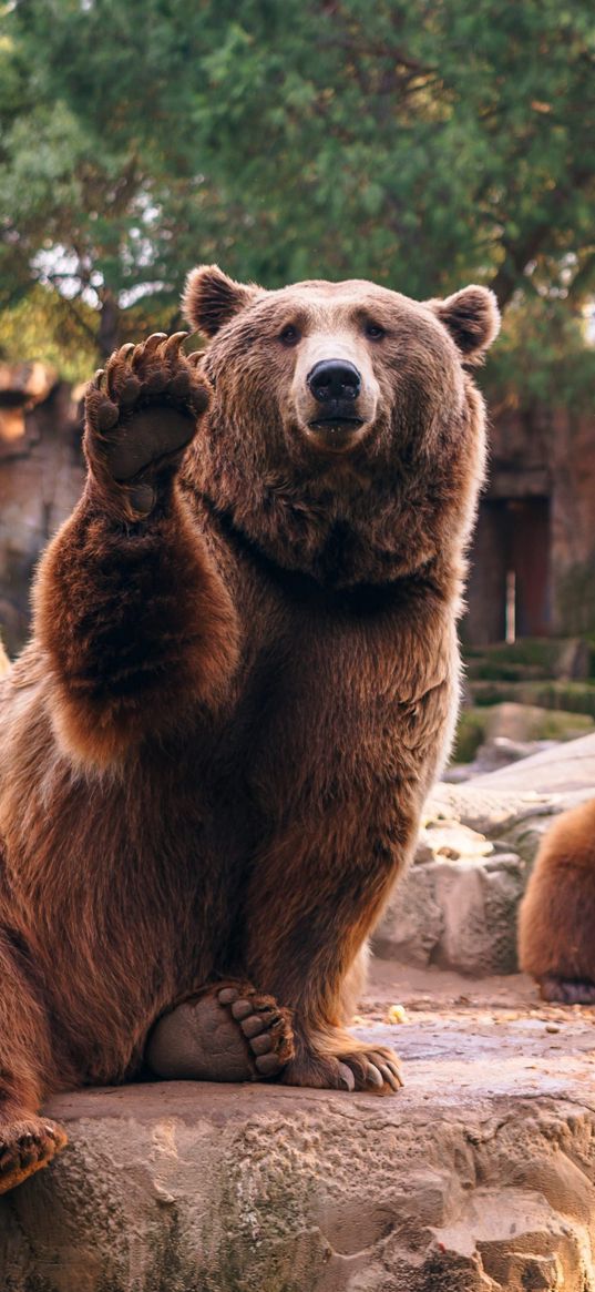 bear, animal, brown, paw, waving