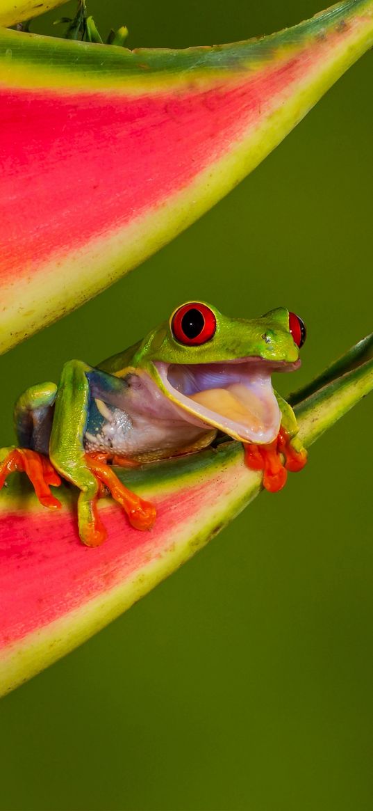 frog, photo, macro, bright