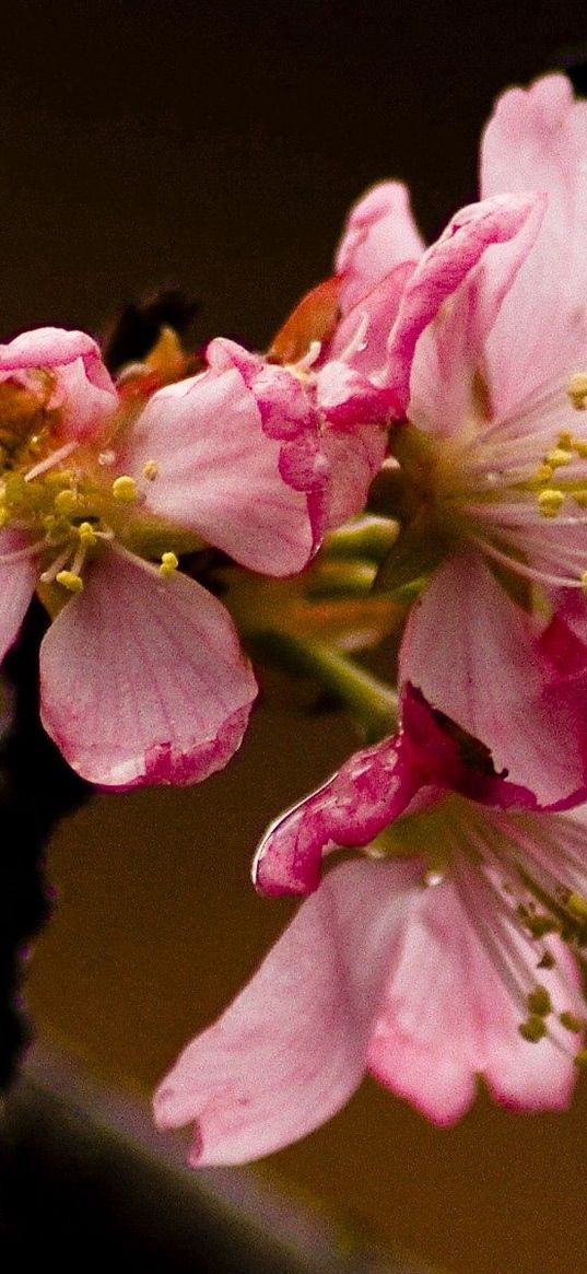 flowering, branch, petals, close-up