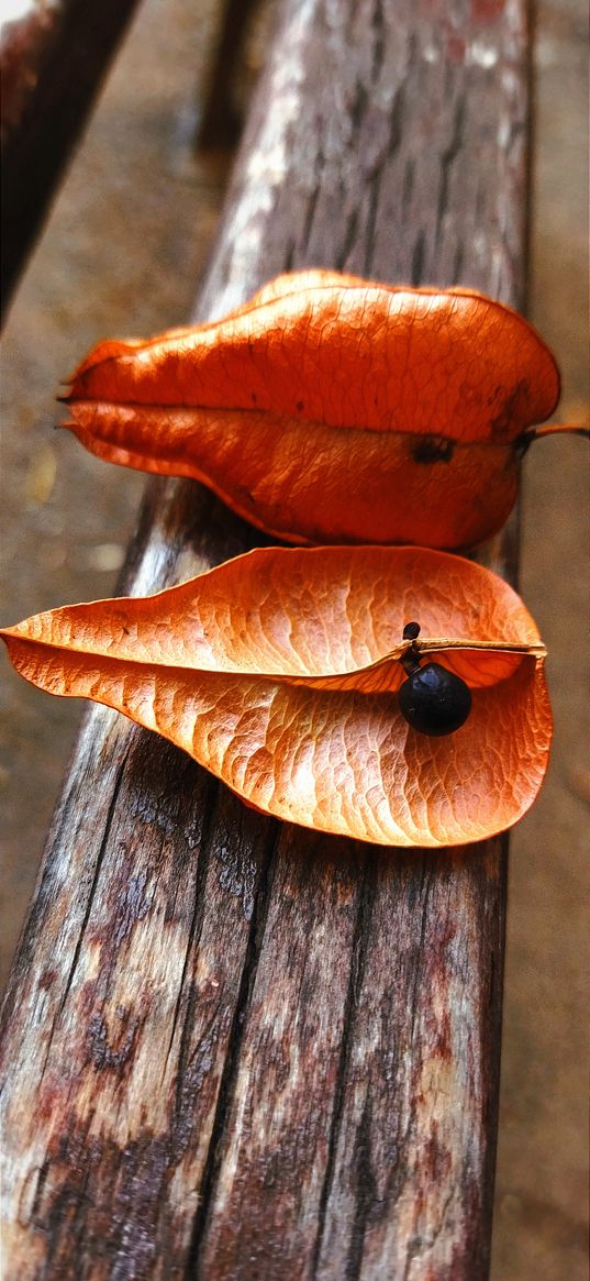 nature, leaves, autumn, seeds, bench