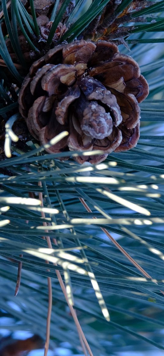 spruce, cone, needles, macro