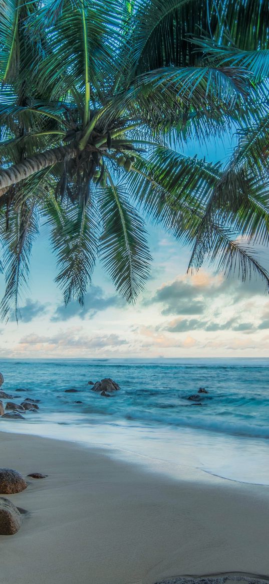 palm trees, ocean, shore, rest, blue