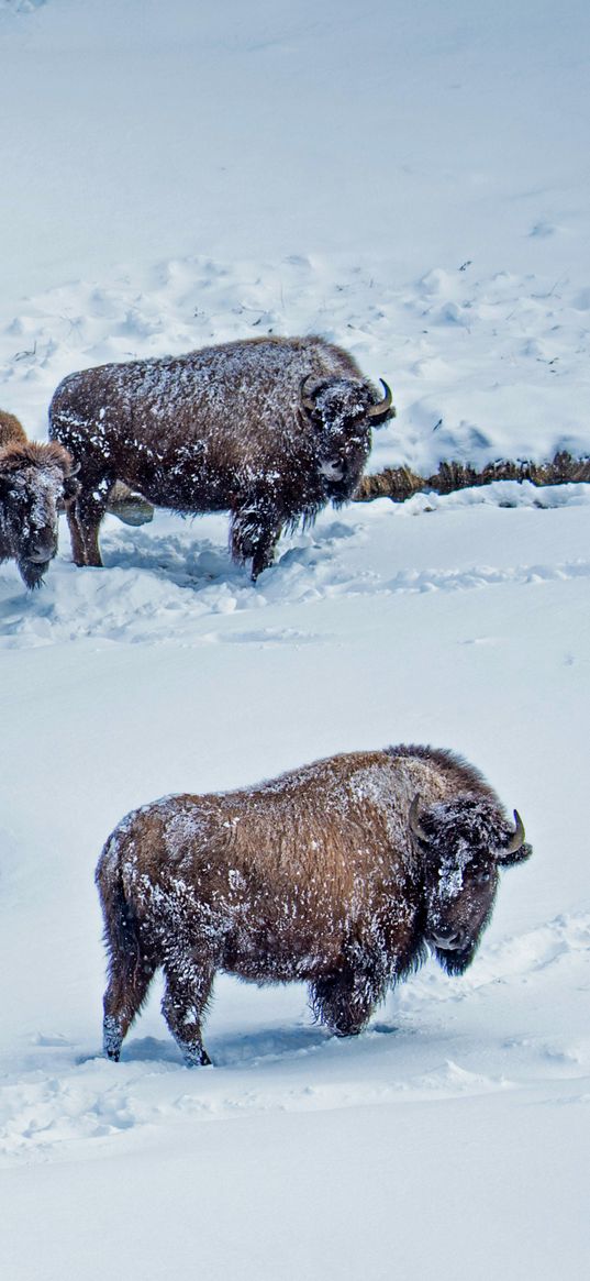 bison, animals, winter, snow