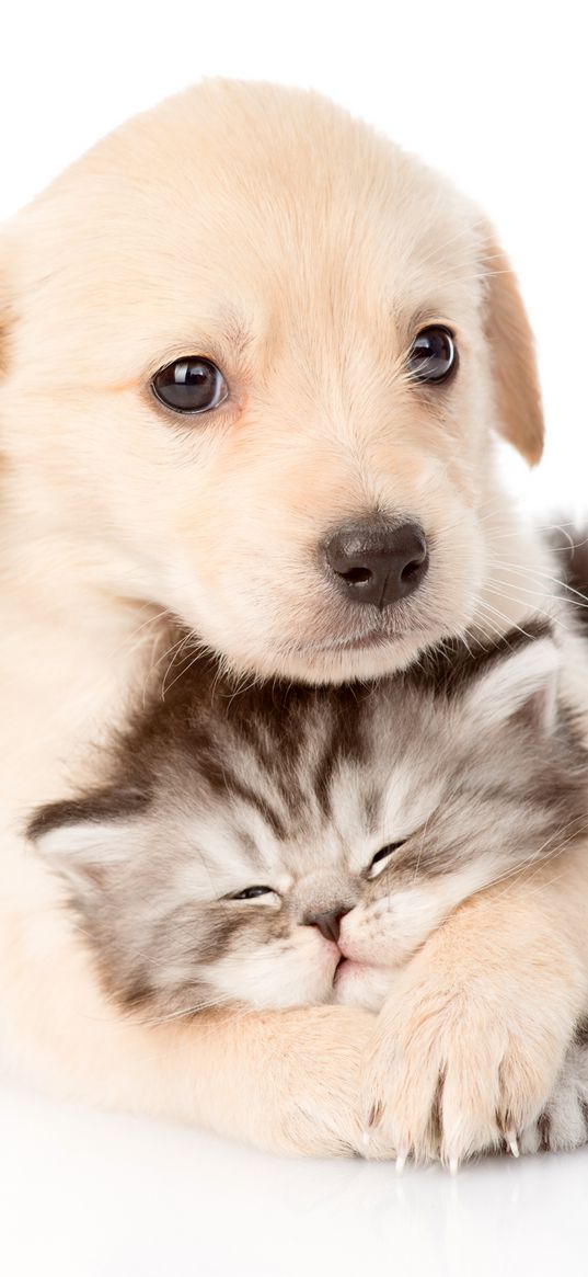 cat, dog, puppy, kitten, hug, cute, white background