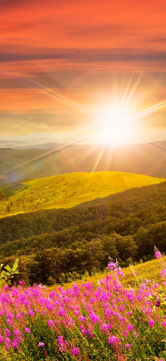 landscape, nature, field, flowers, wild flowers, sun, rays