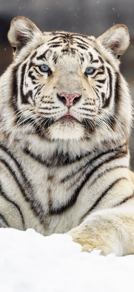 bengal tiger, tiger, glance, snow, big cat