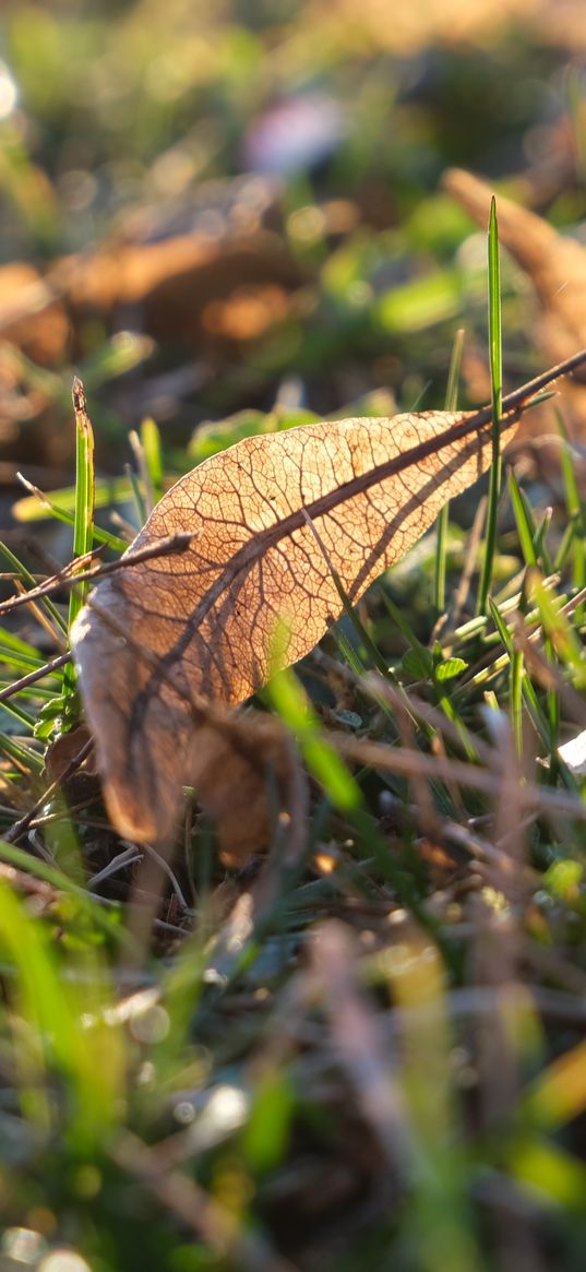 fallen leaves, leaves, grass, macro, autumn