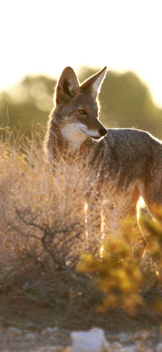 coyote, animal, predator, wildlife