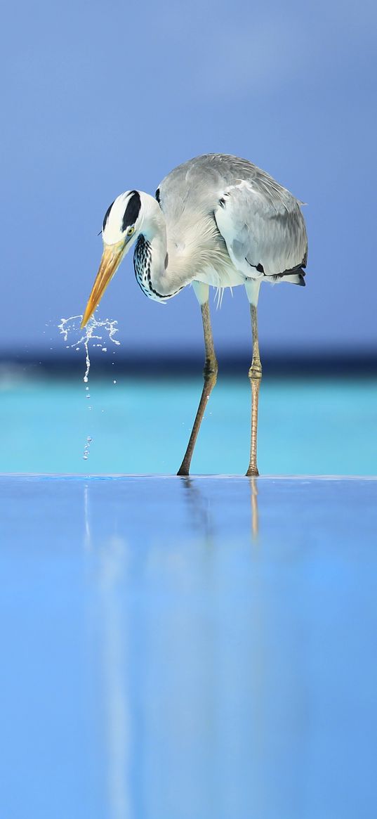 heron, bird, water