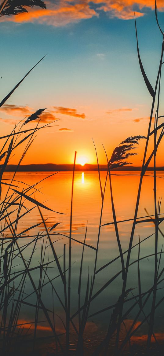 lake, reeds, sunset