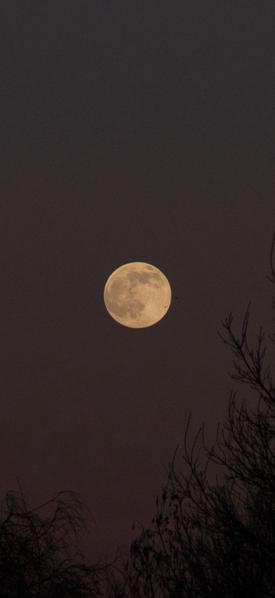 full moon, moon, trees, night, dark