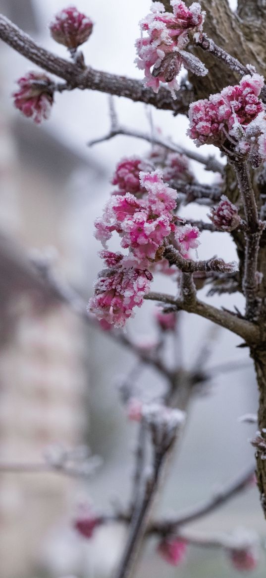 tree, branches, flowers, hoarfrost, macro