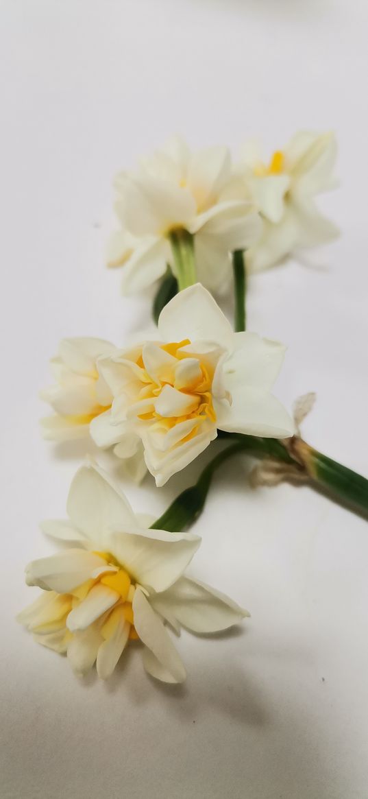 daffodil, flower, plant, white