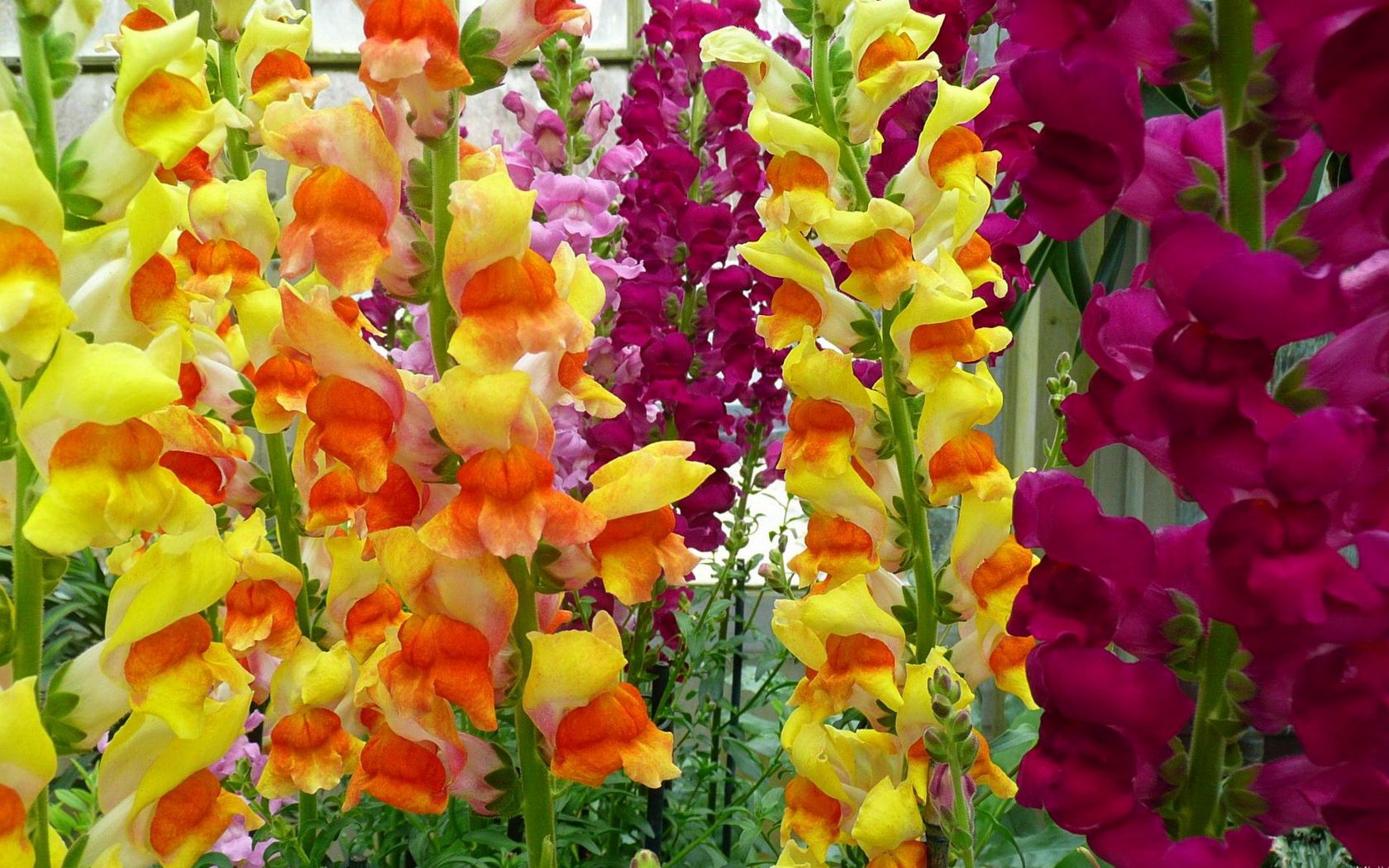 gladioli, flowers, garden, green, bright, colorful