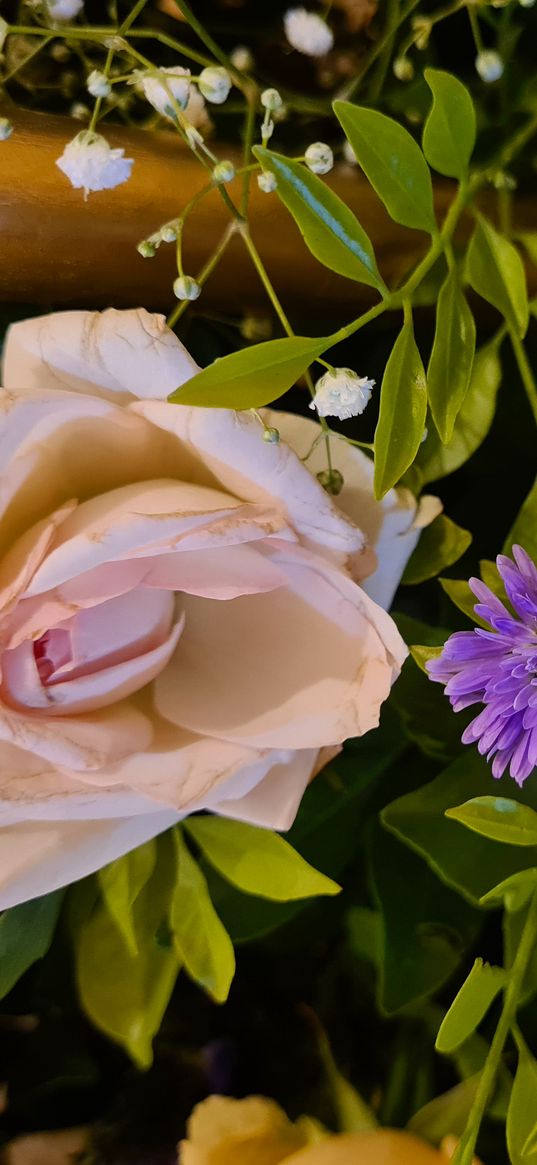 roses, asters, flowers, lilac, beige, leaves, plants