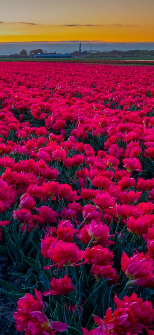 landscape, field, tulips, pink tulips, flowers, pink, horizon