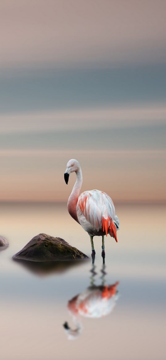 flamingo, bird, lake, landscape