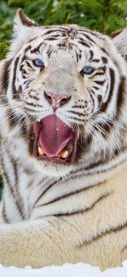 bengal tiger, tiger, yawn, animal, big cat