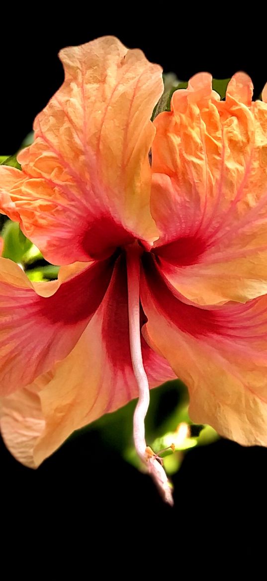 hibiscus, flower, petals, macro