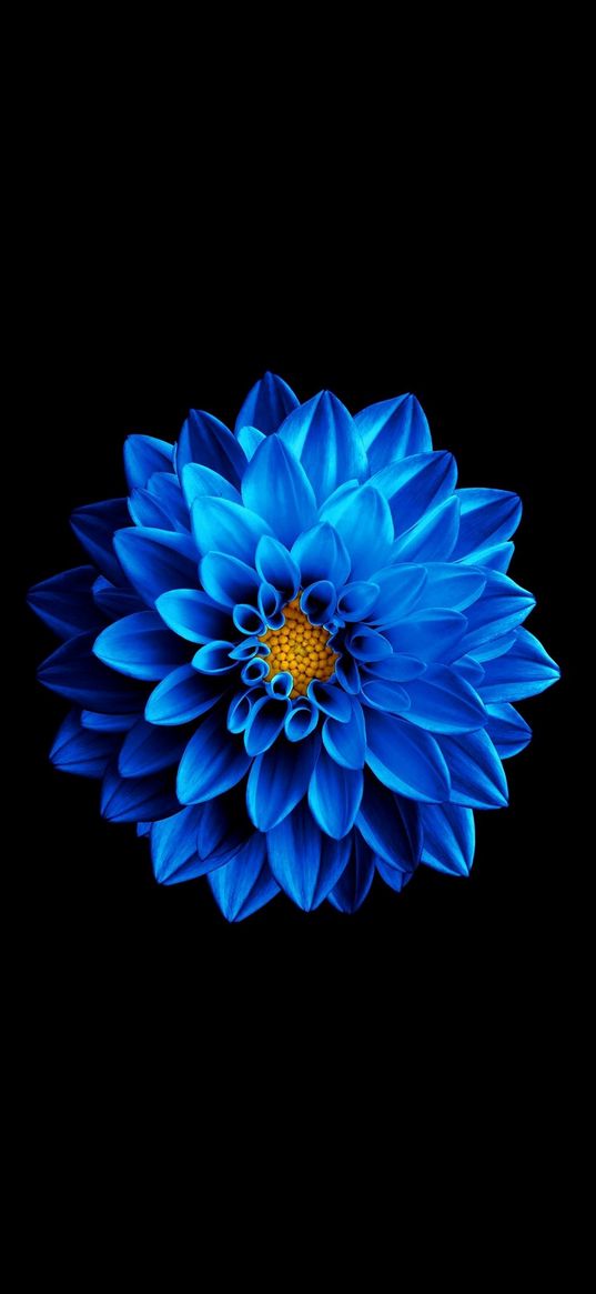 dahlia, flower, blue, black background