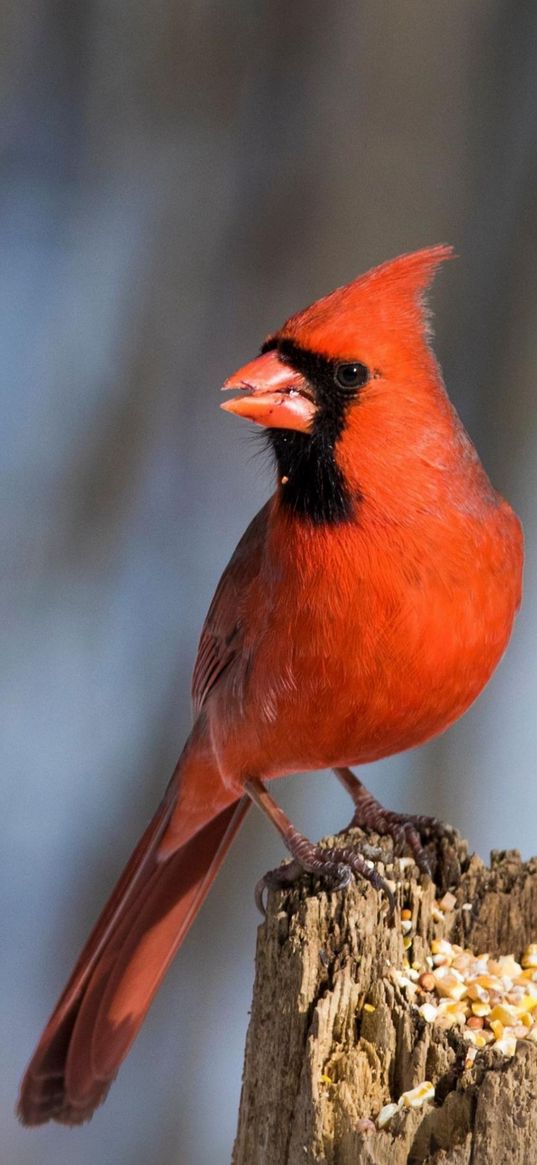 cardinal, birds, red bird, nature