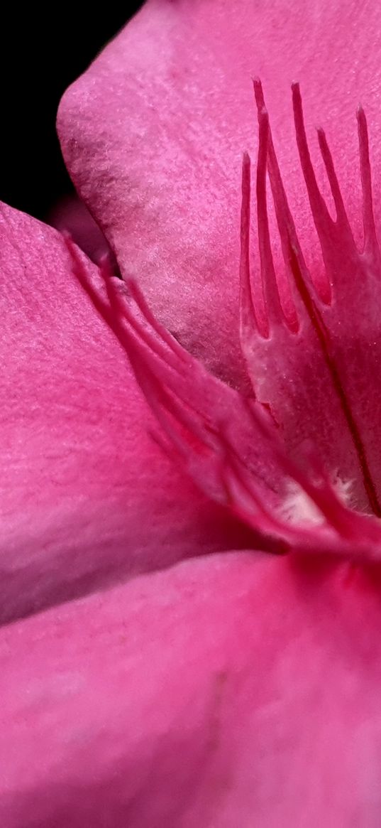 petals, flower, macro, pink, velvet