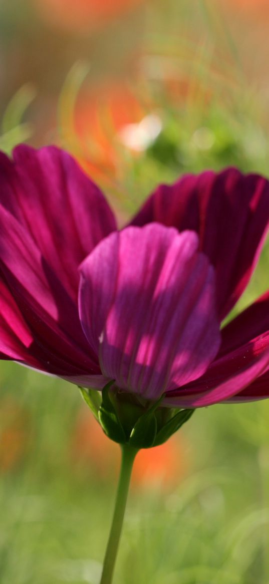 flower, petals, macro, burgundy