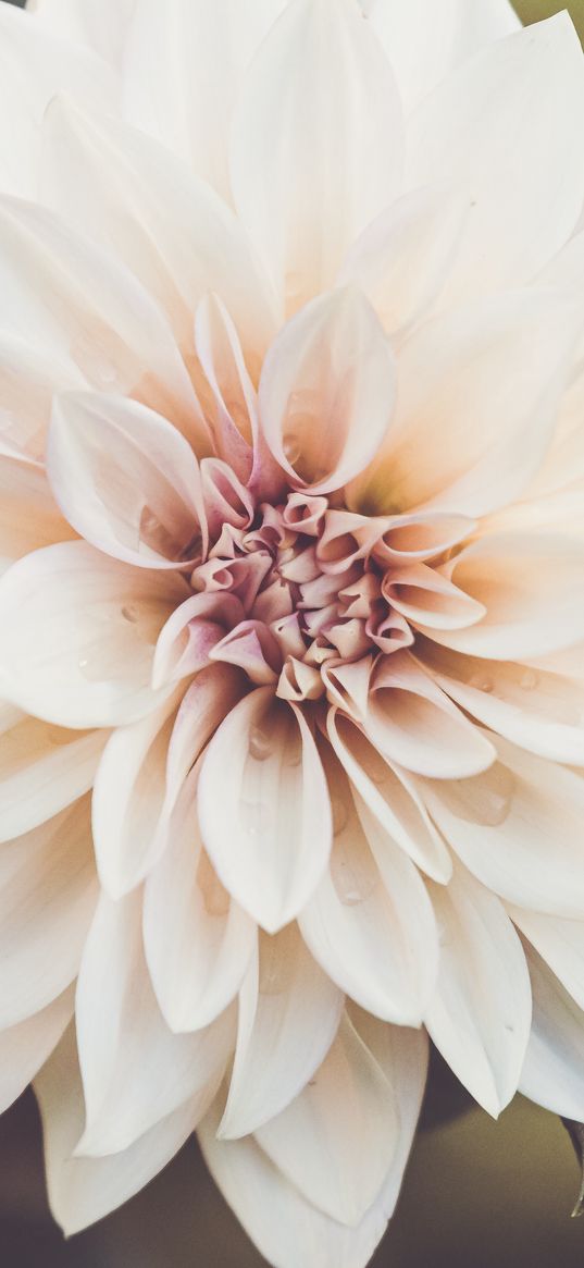 dahlia, flower, petals, macro, white