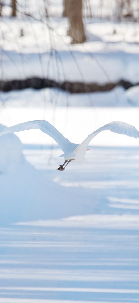 seagull, bird, flight, snow, winter, white