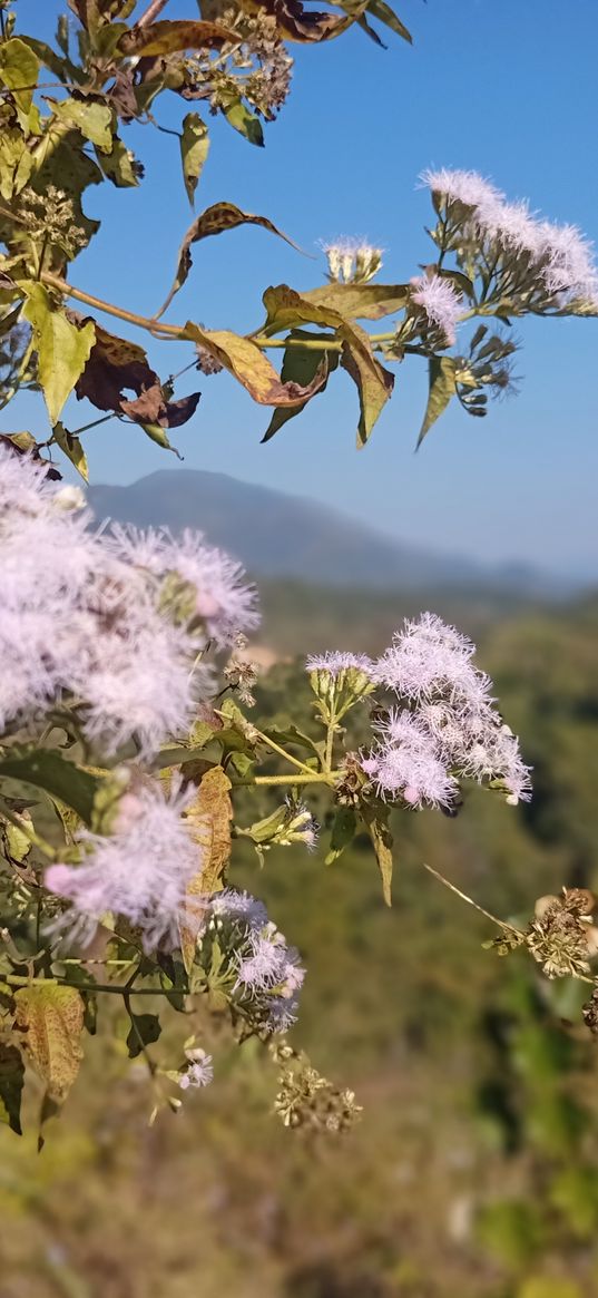 flowers, fluff, wild flowers, field, plant, nature