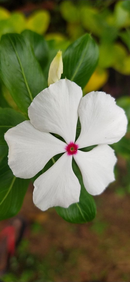 catharanthus, flower, plant, white, nature