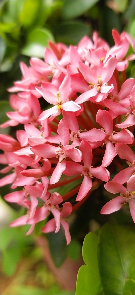 ixora, flower, plant, nature, coral