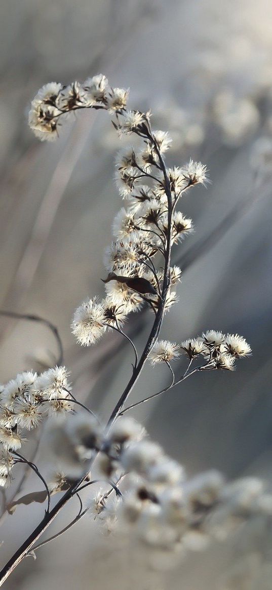 flower, dried flowers, plant, nature, white