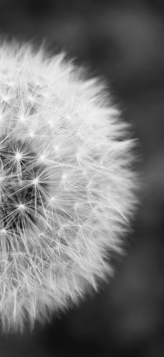 dandelion, plant, flower, white