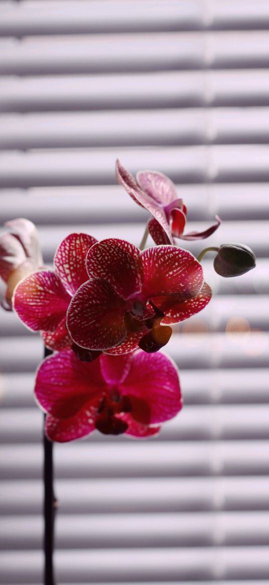 orchid, pink flower, flowers, pink, bud, plant